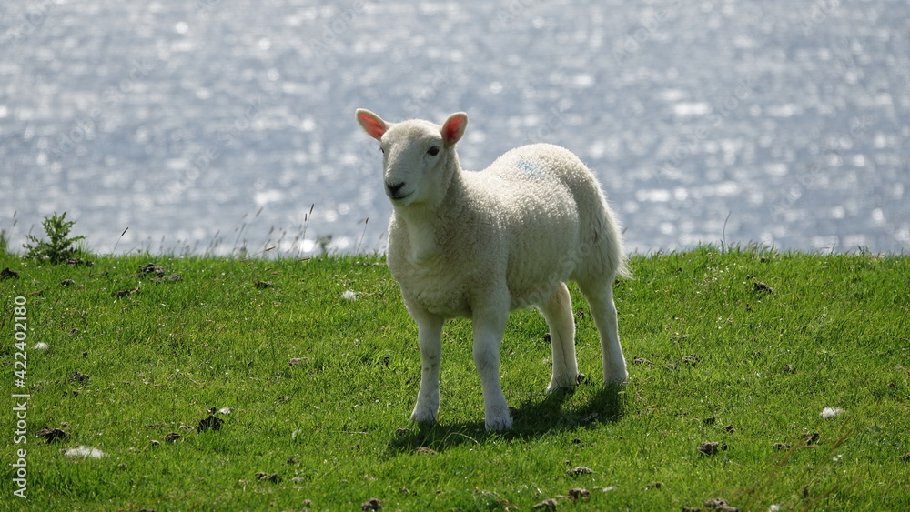Lamm in den schottischen Highlands Lamm in den schottischen Highlands