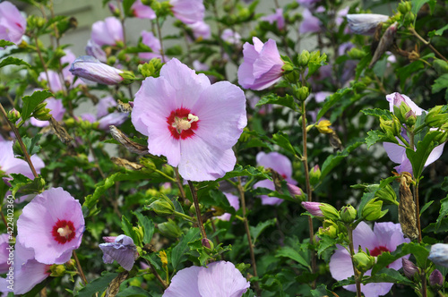 Hibiscus bush blooms in nature