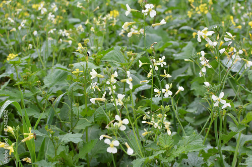Mustard grows in the field, which will be used as a green organic fertilizer.