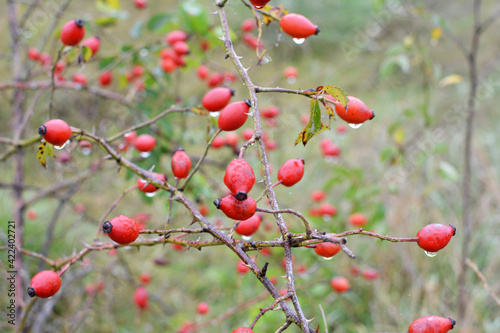 Berries ripen on the branch of a dog rose bush
