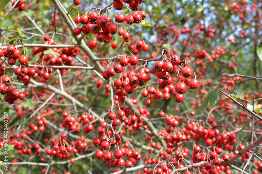 Ripened hawthorn berries Ripened hawthorn berries