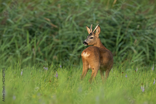 Roe deer observing on fresh meadow in summer nature