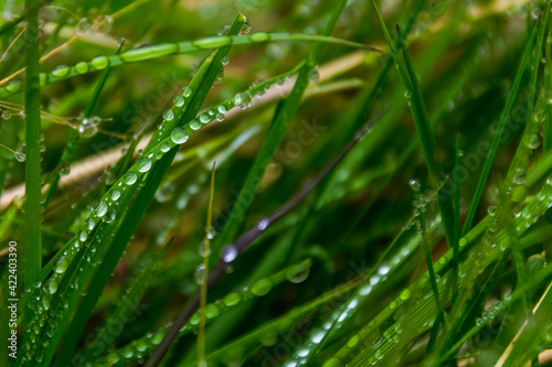 drops of morning dew on grass during the summer season in Iceland