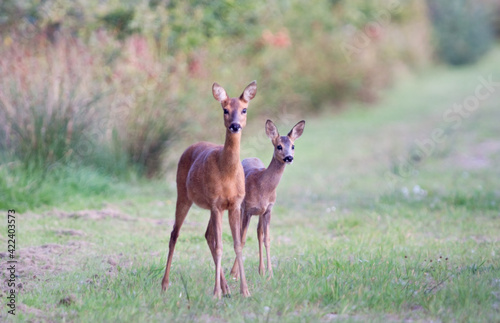 Fototapeta Naklejka Na Ścianę i Meble -  Roe deer, mother and child