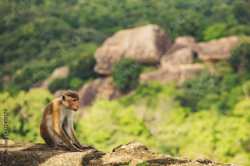 The toque macaque is a reddish-brown-coloured Old World monkey endemic to Sri Lanka, where it is known as the rilewa or rilawa. sitting at the edge of a cliff  photo