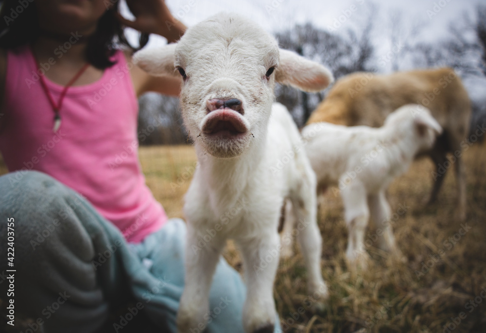 A newborn lamb blowing a kiss on its first day alive