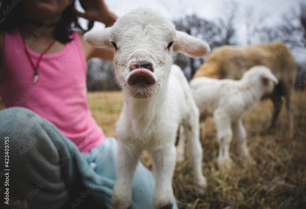 A newborn lamb blowing a kiss on its first day alive A newborn lamb blowing a kiss on its first day alive