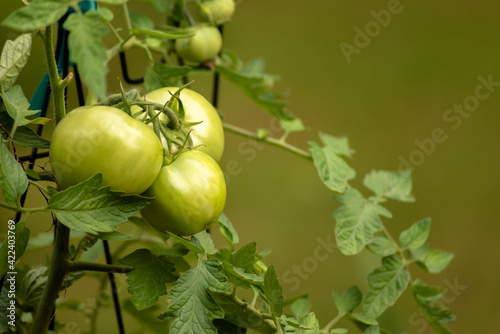 Green tomatoes on vine in home garden with green background,  Copy space