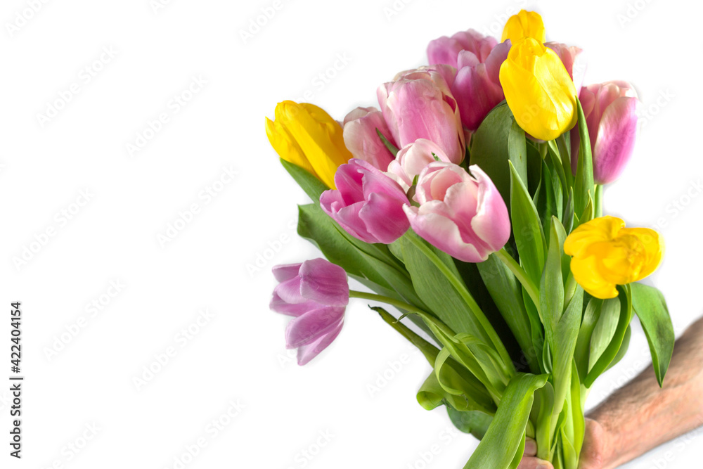 Tulips in a field of tulips. Bright tulips. Colorful tulip flower in the garden. Beautiful tulips on a white background. Isolate. Banner. Place for text