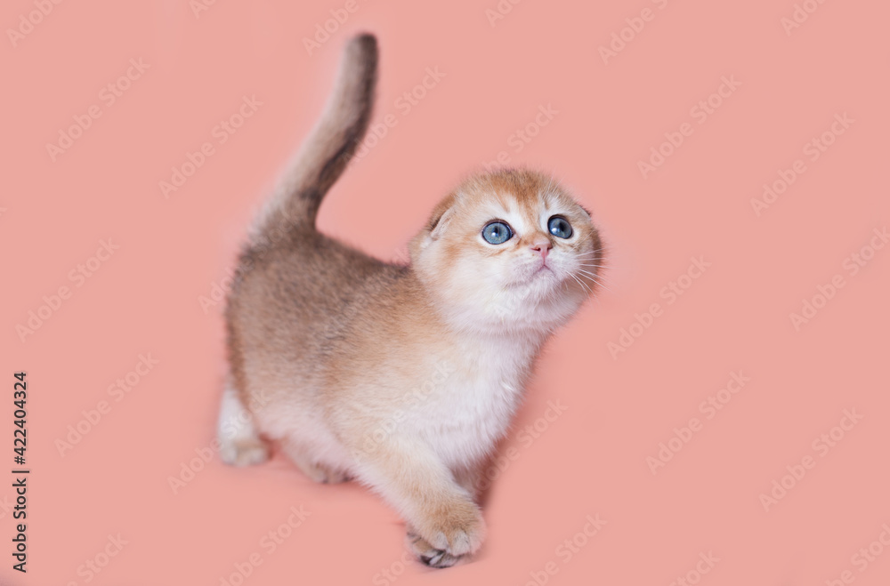 Scottish fold kitten golden color