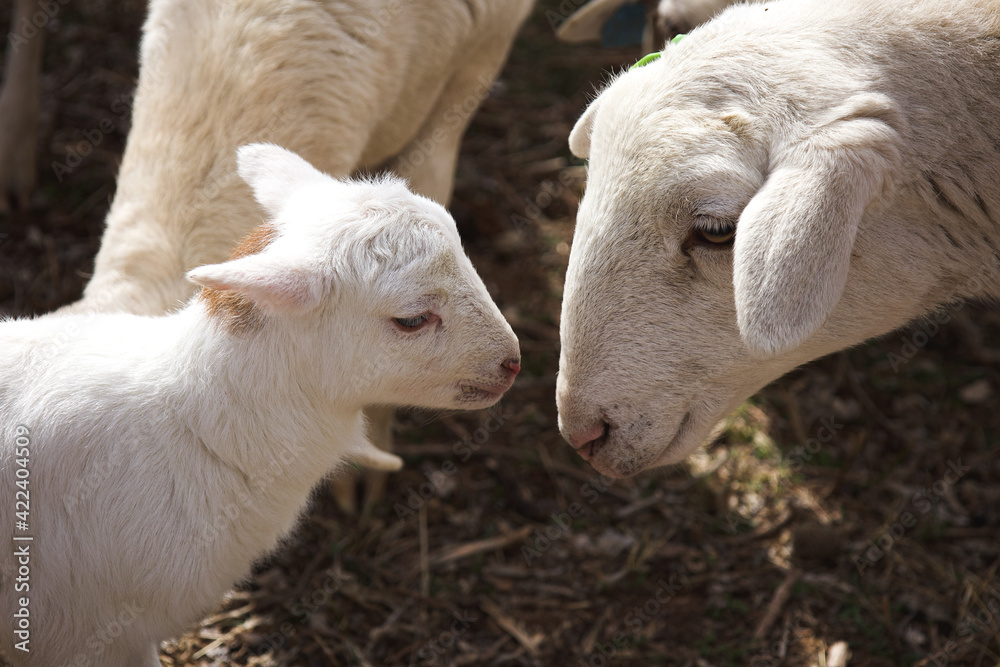 Capturing the moment where the mother ewe greets her newborn lamb face to face for the first time Capturing the moment where the mother ewe greets her newborn lamb face to face for the first time