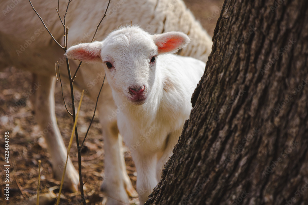 Fototapeta premium A curious newborn lamb peaking out from behind a tree 