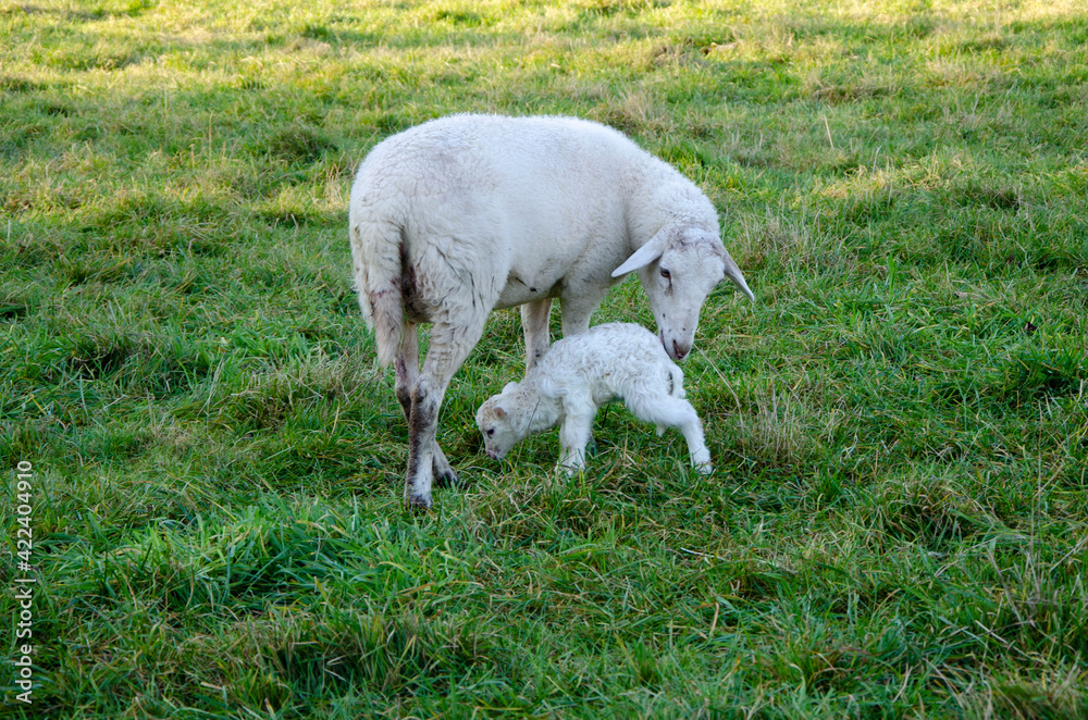Obraz premium weißes Lamm auf der Wiese