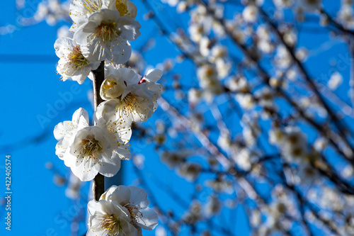 Japanese plum (Prunus mume): close-up of beautiful white blossoms on a twig with other out-of-focus flowering branches and the blue Tokyo sky in the background.