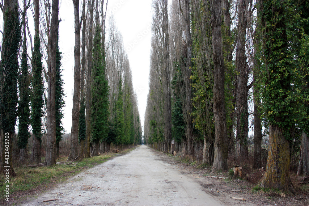 cold desert dirt path flanked by tall green ash pine trees in the Tuscan hills cold desert dirt path flanked by tall green ash pine trees in the Tuscan hills