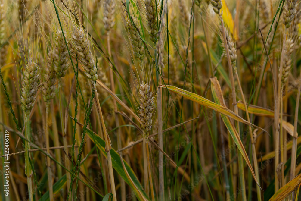 Fototapeta premium unripe wheat ears in an agricultural field in clear weather