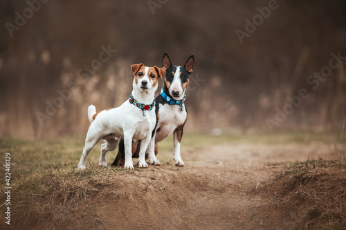 two dogs standind on the lake shore jack russell and mini bullterrier