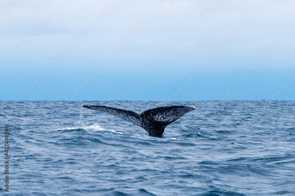 Fototapeta premium Humpback whale tail, Isla de la Plata (Plata Island), Ecuador