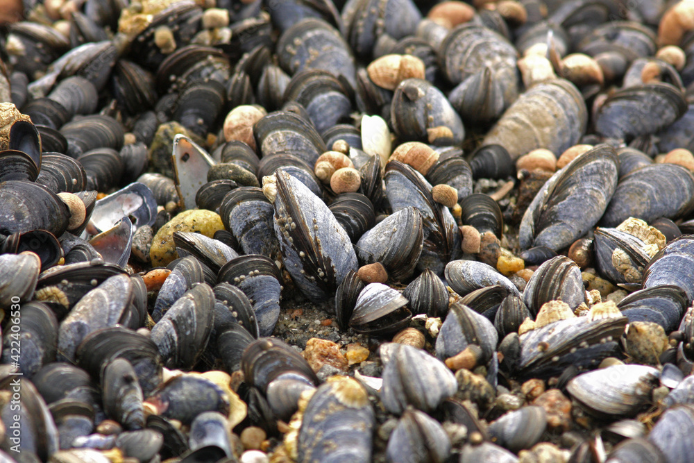 The blue mussel (Mytilus edulis), also known as the common mussel, is a medium-sized edible marine bivalve mollusc in the family Mytilidae, the mussels The blue mussel (Mytilus edulis), also known as the common mussel, is a medium-sized edible marine bivalve mollusc in the family Mytilidae, the mussels