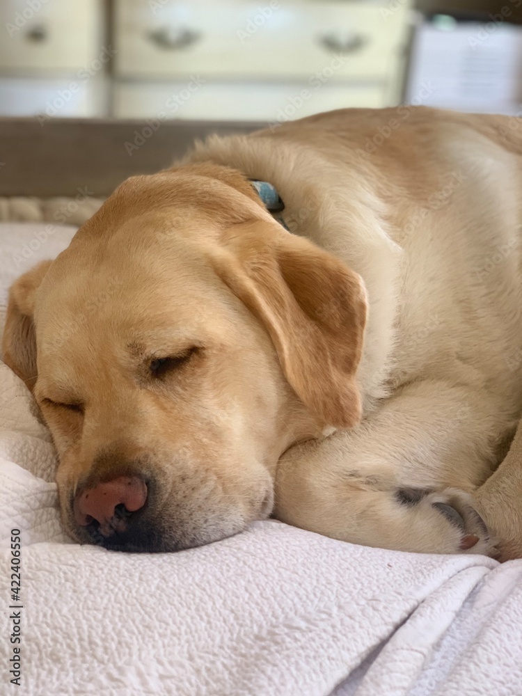 English Labrador retriever sound asleep on bed. 