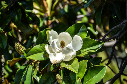 white magnolia flower