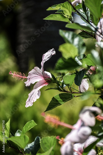 Hibiscus flower
