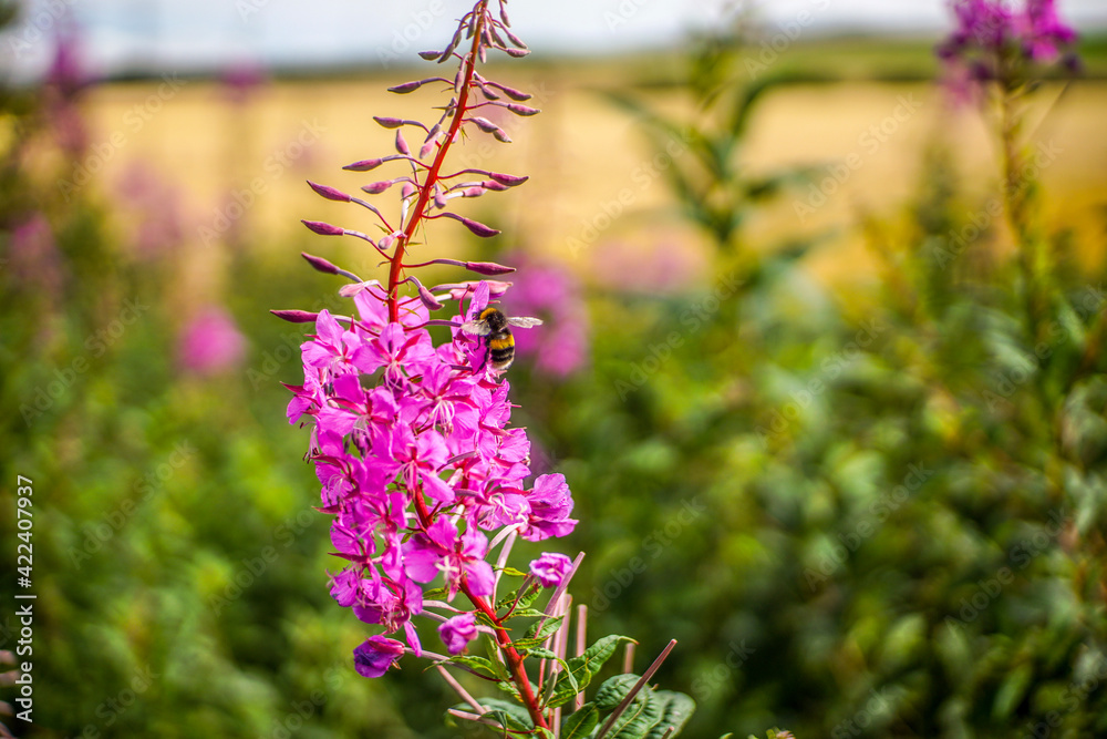 Fototapeta premium flowers in the garden