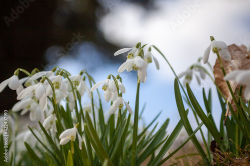 white spring flowers © William