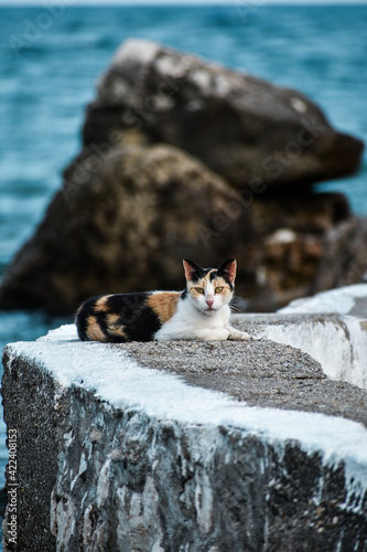 cat on the rocks