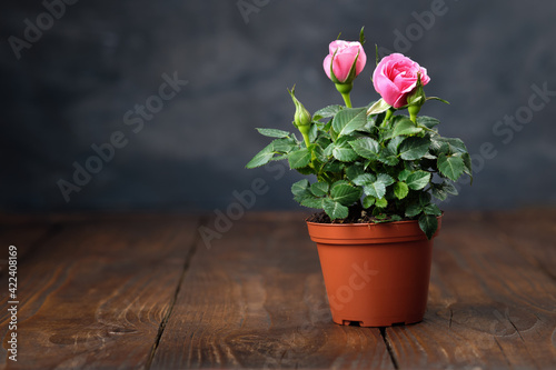 Fototapeta Naklejka Na Ścianę i Meble -  Pink rose in a pot on wooden table. Copy space for text.