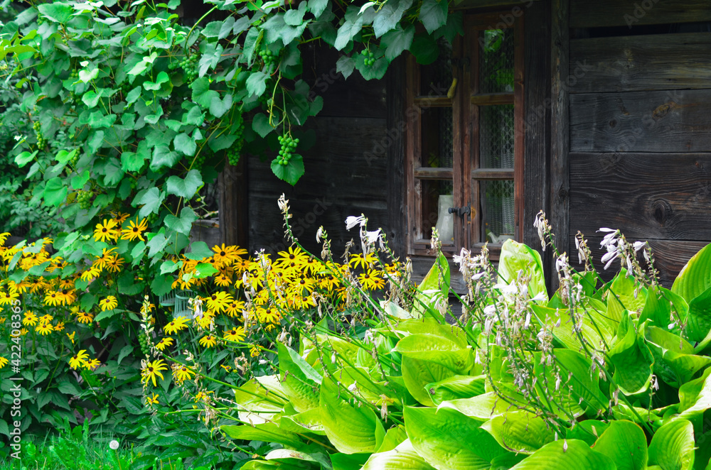 Obraz premium Wiejska, drewniana chatka w otoczeniu pięknej zieleni, Polska
