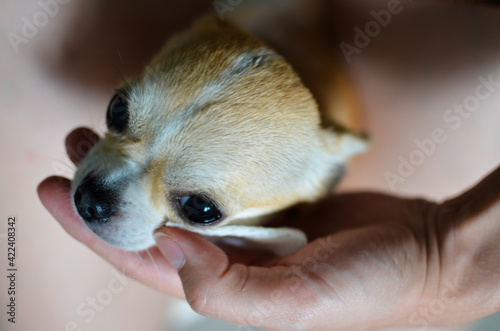Higiena oczu psa, dłoń właściciela wyciera płatkiem kosmetycznym zacieki pod oczami u szczeniaka chihuahua