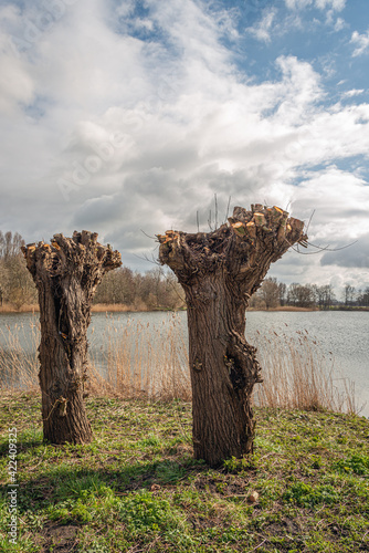Konstfotografi Backlit image of two freshly pruned pollard willows on the edge of a small Dutch lake
