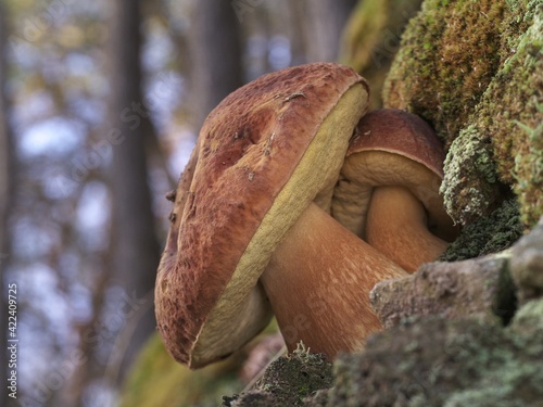 Kiefernsteinpilze, Boletus pinophilus am Waldboden photo