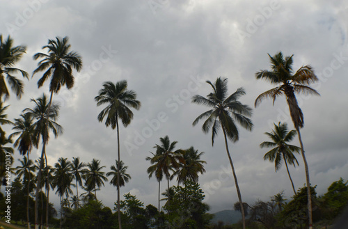 Palm beach . Patanemo , Vennezuela