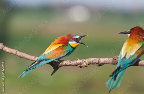 quarrel of a pair of beautiful birds