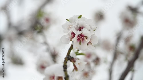 almendros en flor tras una pequeña nevada en la Sierra de María en Almería,España