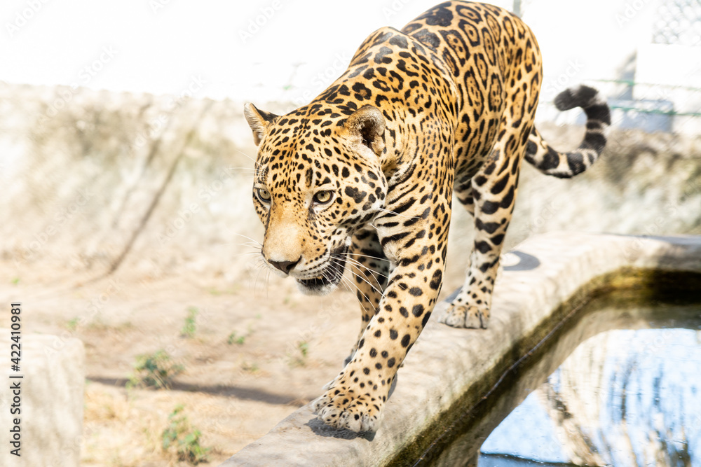jaguar jaguar