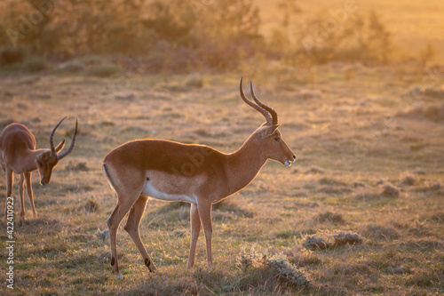 Grazing male impala antelopes.