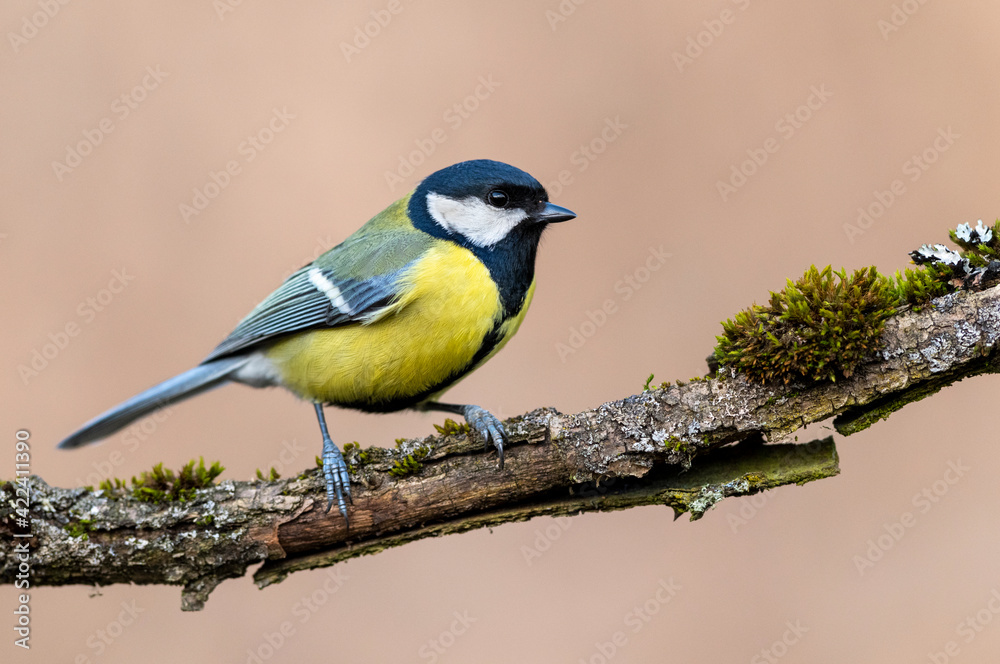 Fototapeta premium Great tit close up ( Parus major )