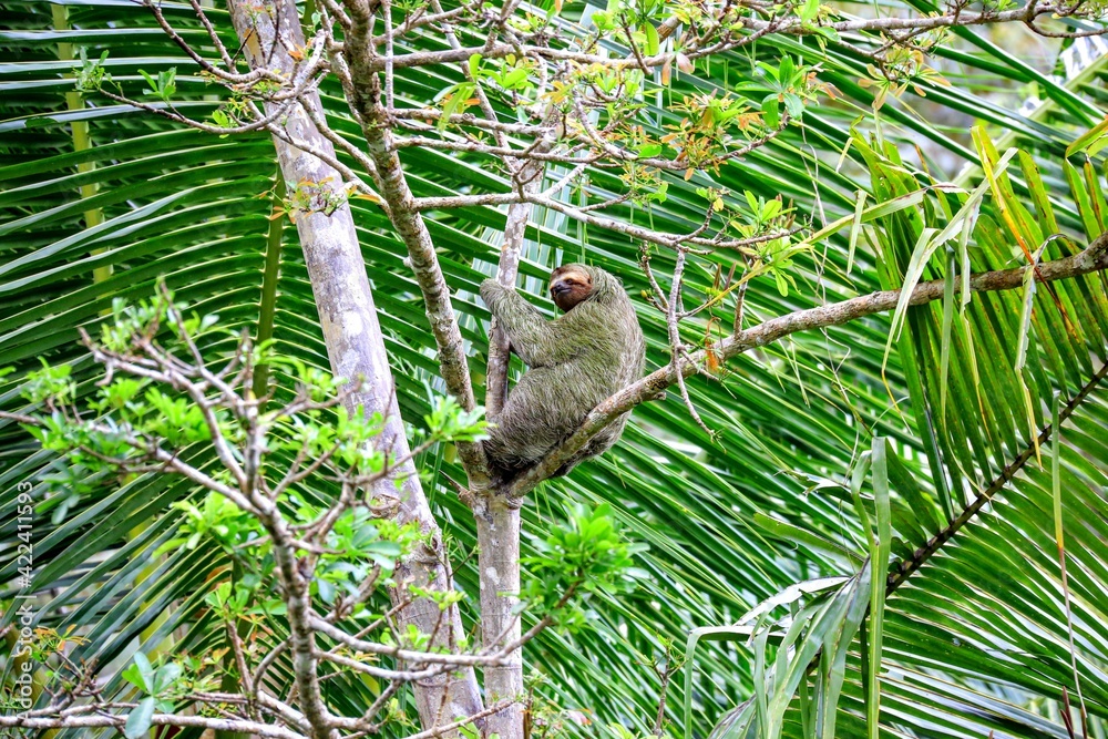 Fototapeta premium Faune tropicale du Costa Rica