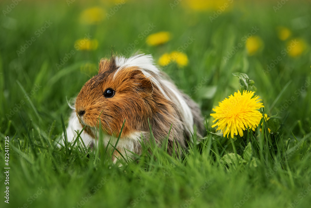 Longhaired guinea pig sitting near the dandelion flower in summer Longhaired guinea pig sitting near the dandelion flower in summer