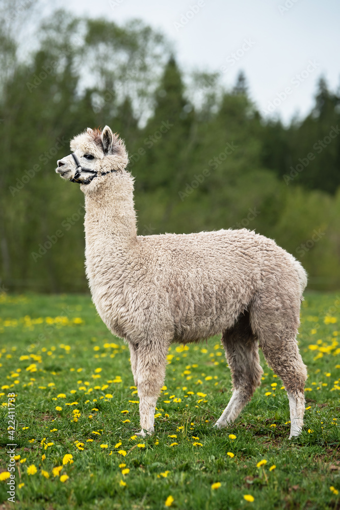 Grey alpaca standing on the field with dandelion flowers
