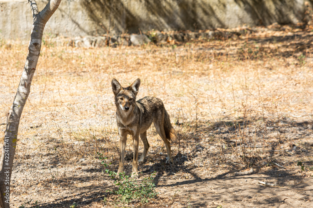 Fototapeta premium coyote