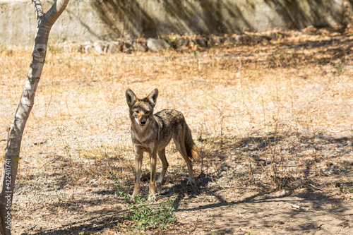 coyote