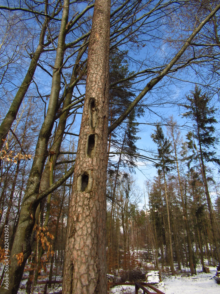 Fototapeta premium Mehrere Löcher in Baum