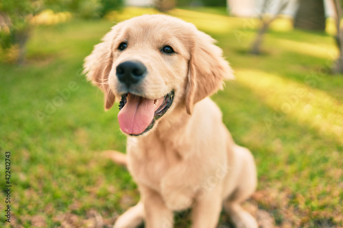 Beautiful and cute golden retriever puppy dog having fun at the park sitting on the green grass. Lovely labrador purebred doggy