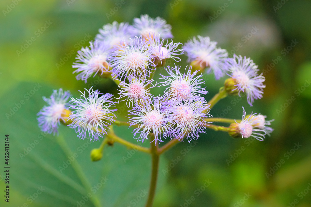 Conoclinium coelestinum. Blue wildflower, North American species of herbaceous perennial flowering plant. Floral background. Purple fluffy flower close-up on a blurred green background. Conoclinium coelestinum. Blue wildflower, North American species of herbaceous perennial flowering plant. Floral background. Purple fluffy flower close-up on a blurred green background.