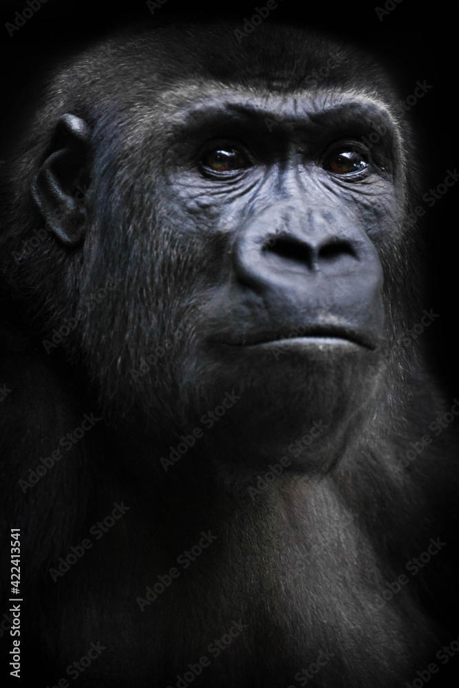 Strained face with shining eyes, female gorilla Strained face with shining eyes, female gorilla