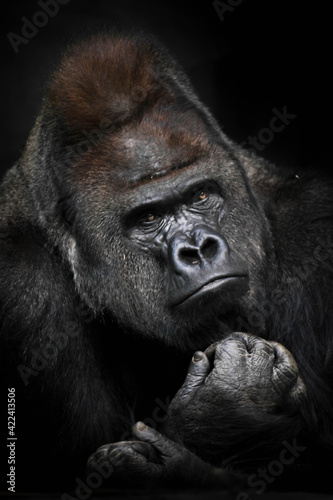 Fototapeta Naklejka Na Ścianę i Meble -  Heavy meditations of a powerful  gorilla